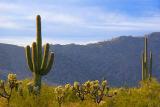 Saguaro & Cholla Cacti
