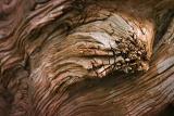 Weathered Wood