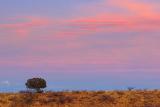 Lone Tree At Sunset 30802