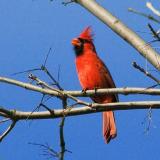 Cardinal Singing 20060414