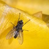 Fly on a Yellow Tulip