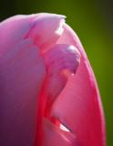 Backlit Tulip Closeup 20060509