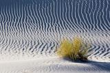 White Sands 32206