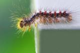 Caterpillar Quandary 20060618