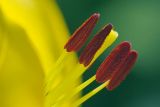 Yellow Lily Stamen 20060718