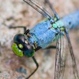 Blue Dragonfly Macro1