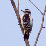 Downy Woodpecker (crop)