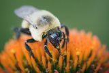 Bumblebee on a Coneflower