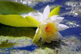 Tired Water Lily