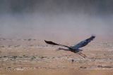 Heron Taking Flight