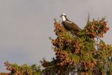 Osprey in a Treetop