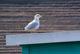 Bird on a Boathouse