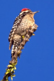 Ladder-backed Woodpecker 81508