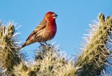 House Finch On A Cholla 81530