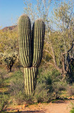 Siamese Saguaro 81612