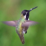 Costa's Hummingbird 20080204