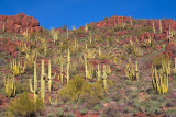 Cactus Covered Mountain Slope 83034