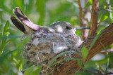 Nesting Hummingbird 83989
