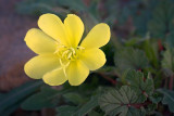 Desert Flower 84690