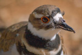 Killdeer Closeup 83949