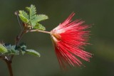 Red Fairy Duster 85058