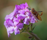 Bug On A Purple Flower 85055