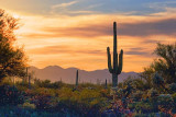 Sonoran Desert Gallery - Tucson Region