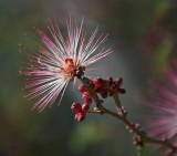 Pink Fairy Duster 85509