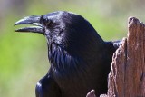 Chihuahuan Raven Closeup 85917