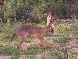 Black-tailed Jack Rabbit 85823