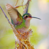 Hummingbird In A Nest 83811