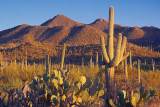 Saguaro At Sunset 86158