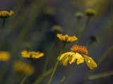 Yellow Wildflowers 86456