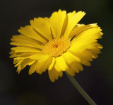 Yellow Wildflower 86594