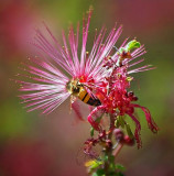 Bee On A Pink Fairy Duster 86475