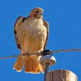 Hawk On A Wire 86088