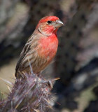 Finches of the US Southwest