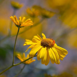Yellow Wildflowers 86460