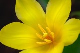 Yellow Tulip Closeup 87795
