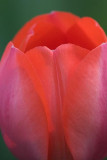Red Tulip Closeup 89077