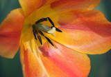 Orange Tulip Closeup 89059