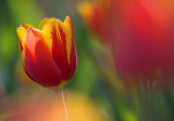 Sunstruck Red & Yellow Tulip 89003