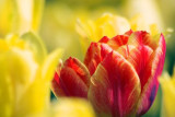 Red Tulip Among Yellow 88710