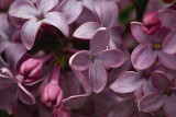 Lilac Closeup 89397