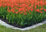 Orange Tulip Bed 88714
