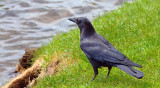 Crow Beside The River 13172