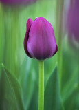 Purple Tulip 13223