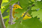 Hiding Yellow Warbler 13311 (crop)
