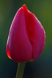 Backlit Dewy Tulip 88316