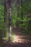 Pinhey Forest Trail 13385